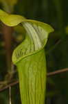 Yellow trumpets